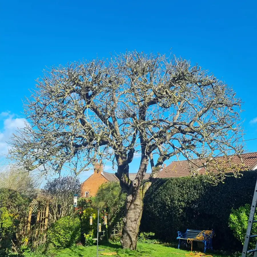 protecting trees