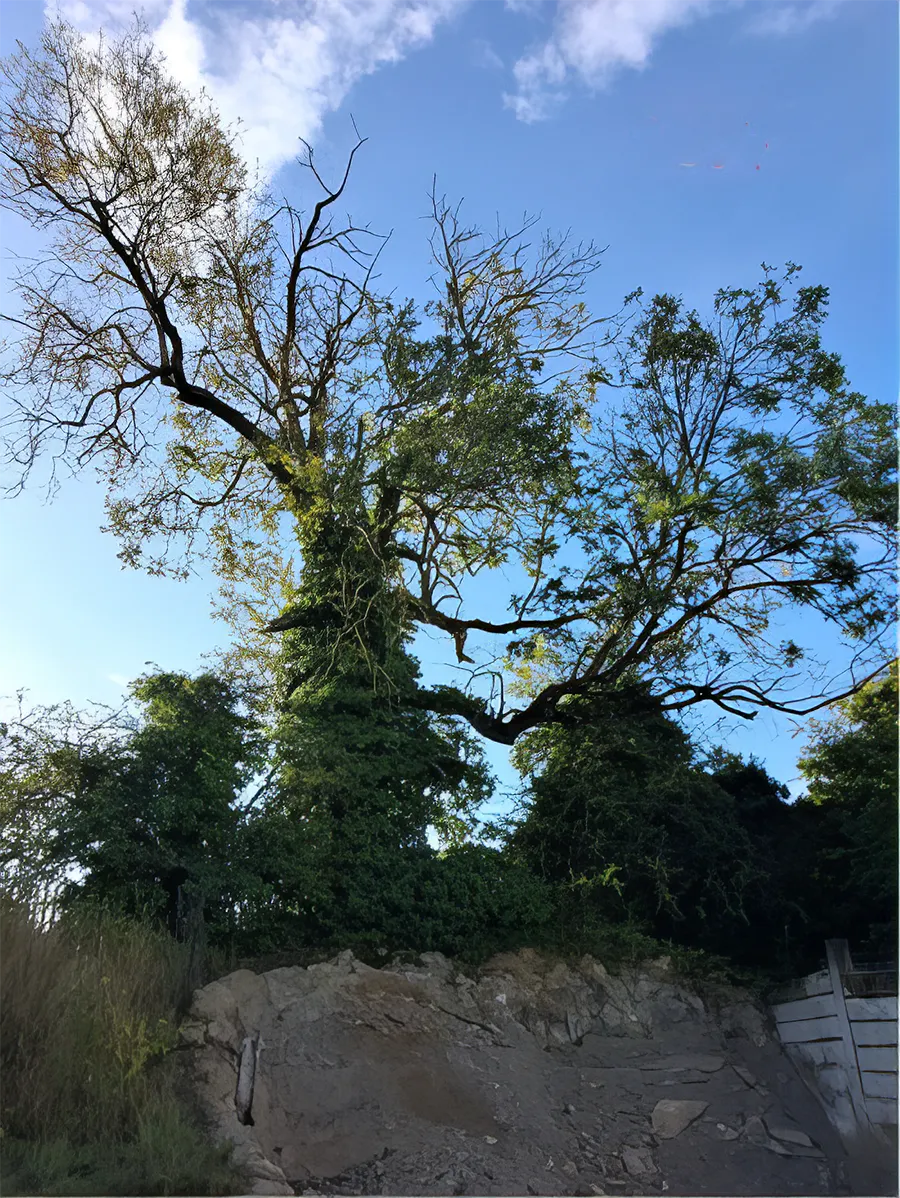 Tree dieback example