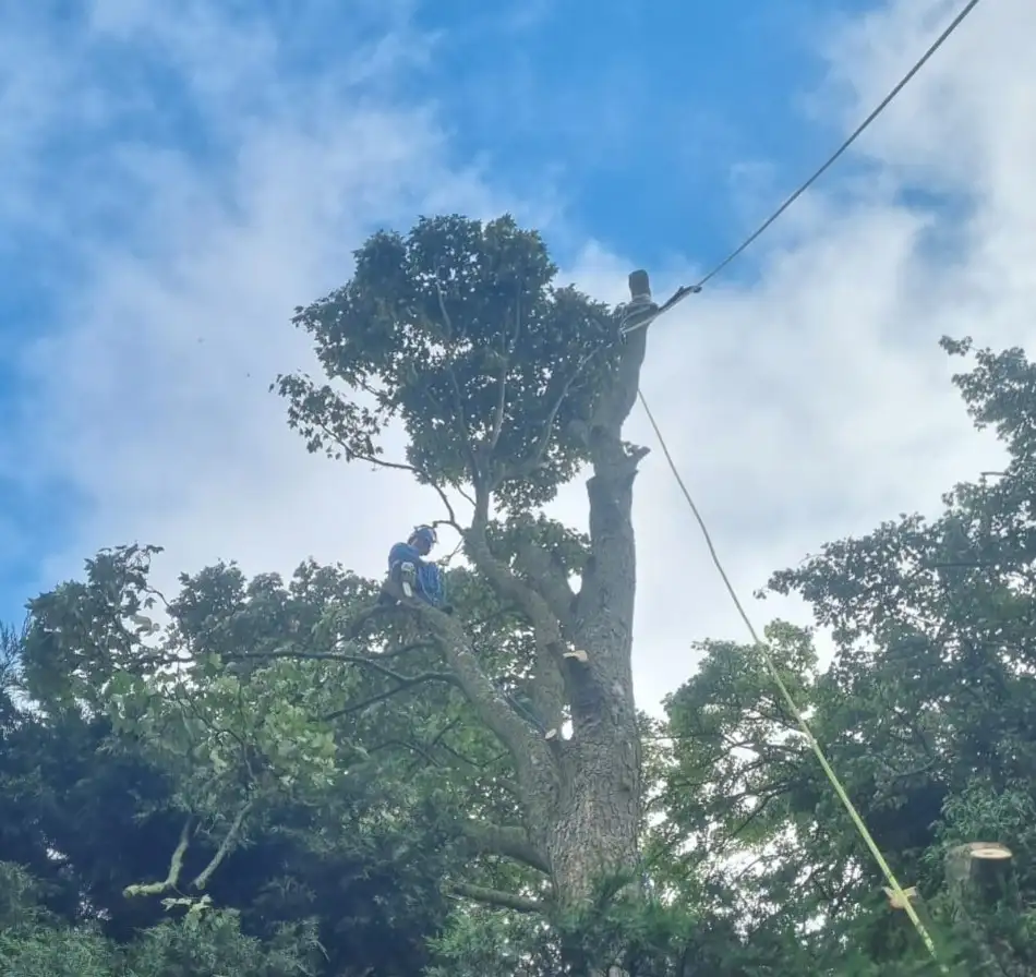 Removing a large tree Removing a large tree