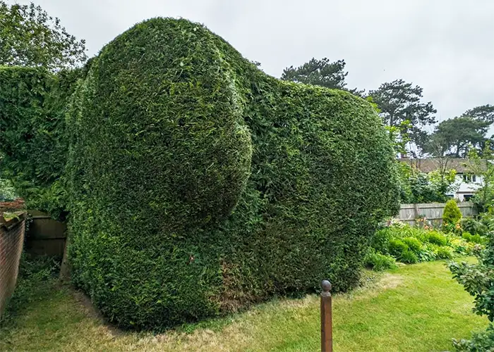 Hedge Trimming Hedge Trimming