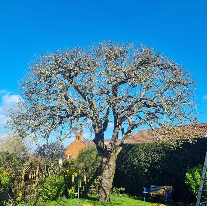 trimmed veteran tree