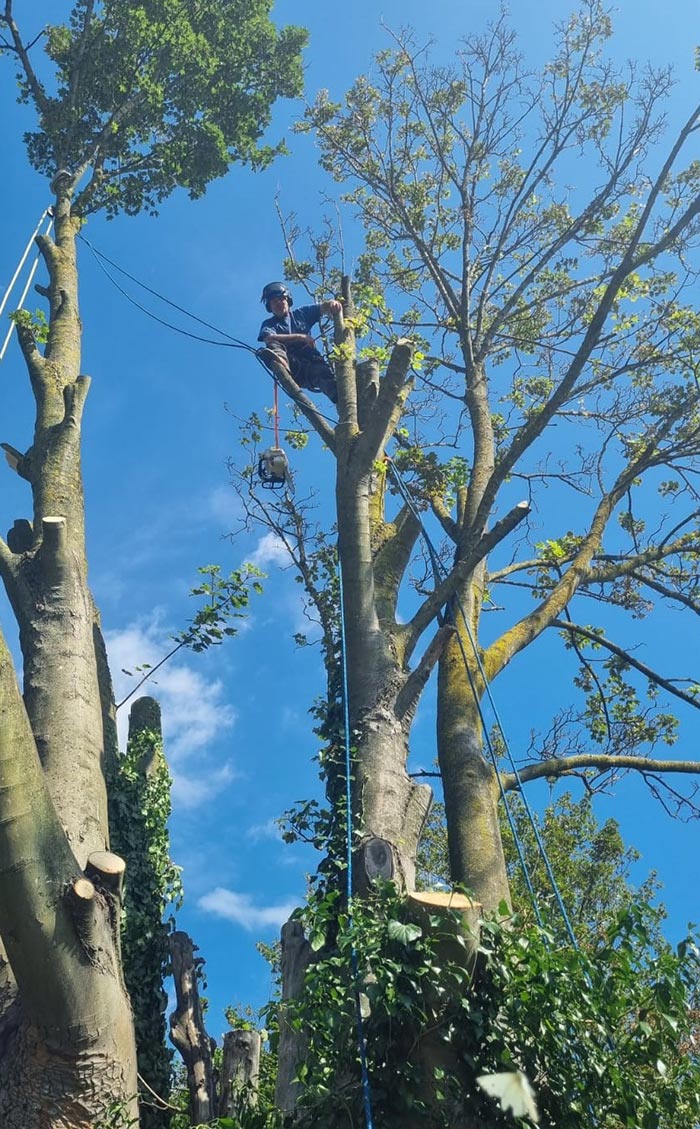 tree surgeon on a veteran tree