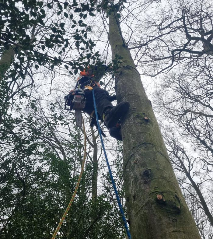 veteran tree being climbed