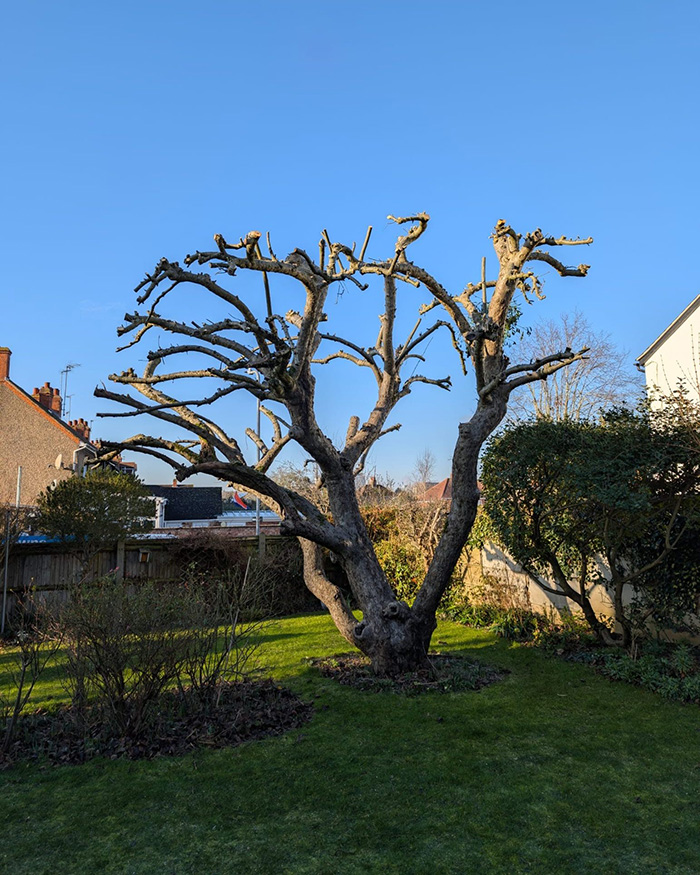 A pruned tree