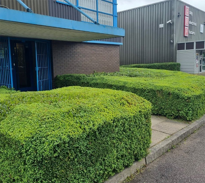 Hedges being maintained