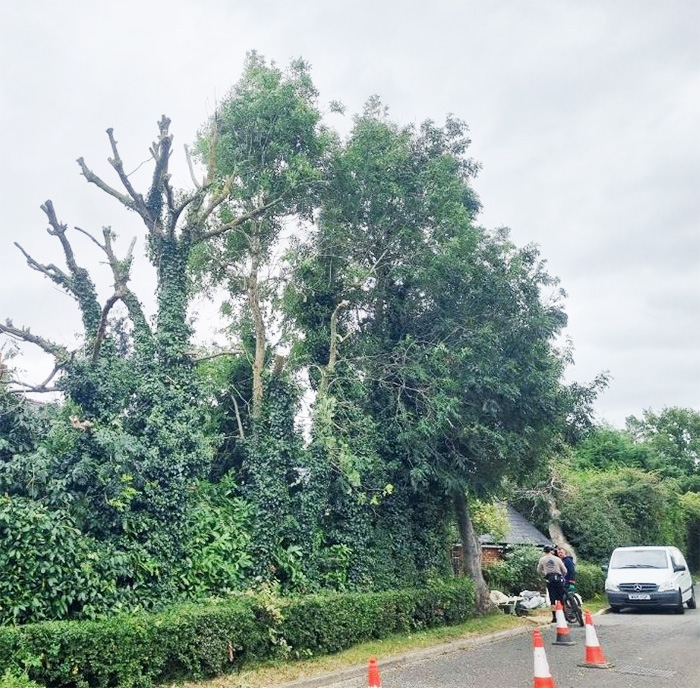 two men discussing a tree survey for a large tree