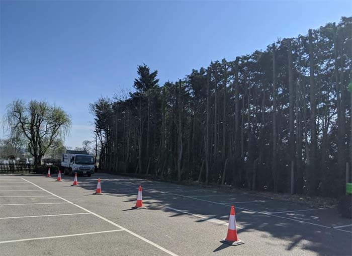 Tree surveys on row of trees in car park