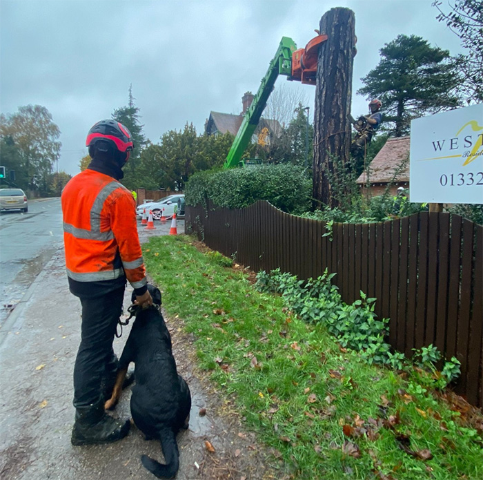 Man holding dog whilst tree is being inspected