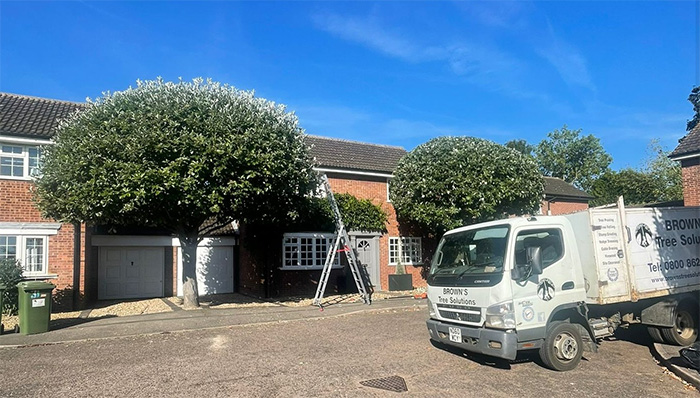Tree surveys outside a house