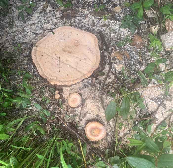 tree stumps after felling