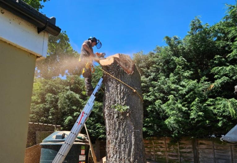 tree reduction process