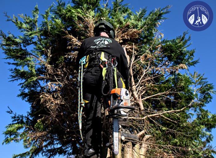 man climbing tree with saw