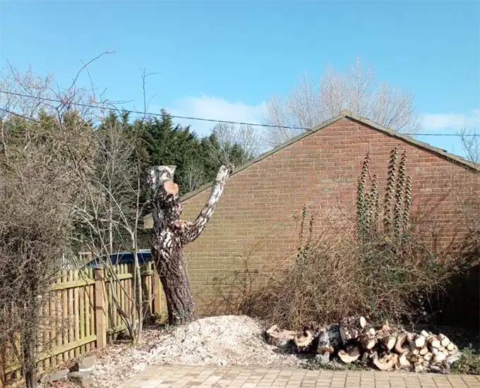 Tree close to building