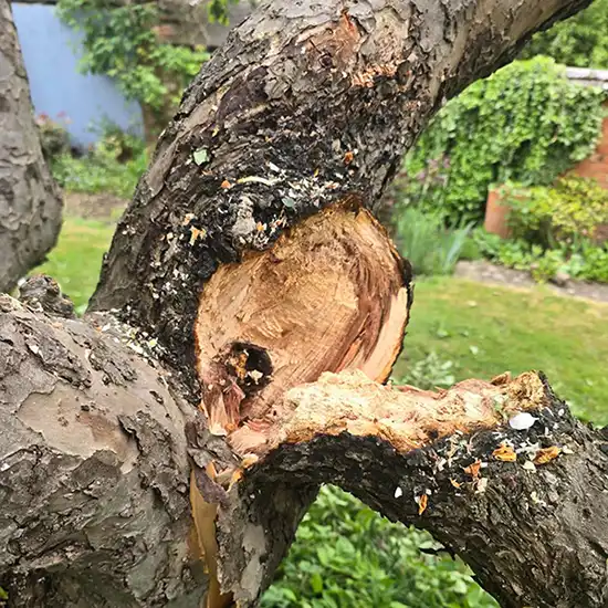 Storm damaged Tree