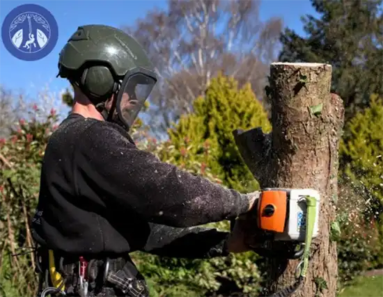 Cutting down tree for safety before storm