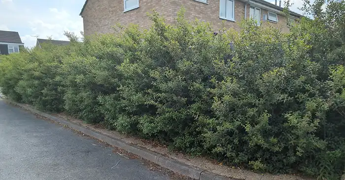Hedge