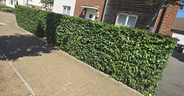 A trimmed hedge