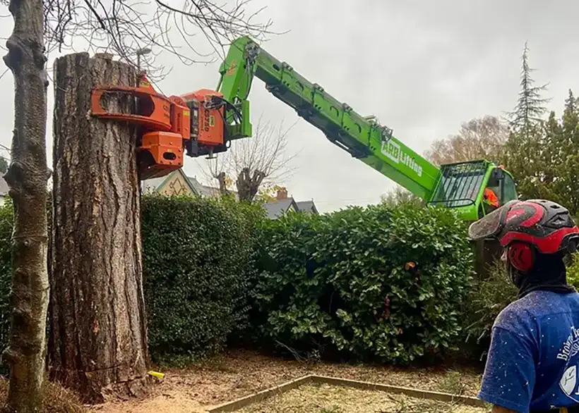 Tree removal