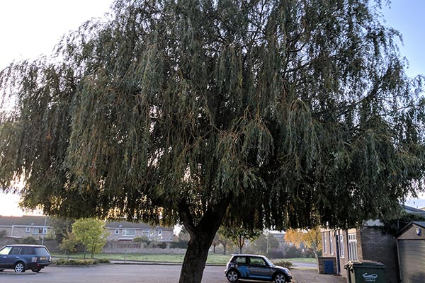 Deciduous vs. Evergreen: Understanding the Differences in Trees