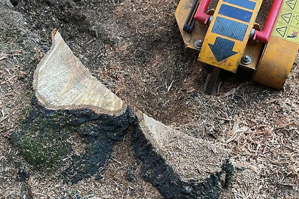 Stumps being grinded