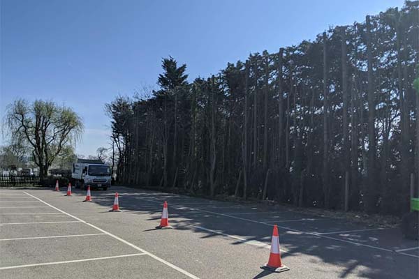 A row of trees cordoned off