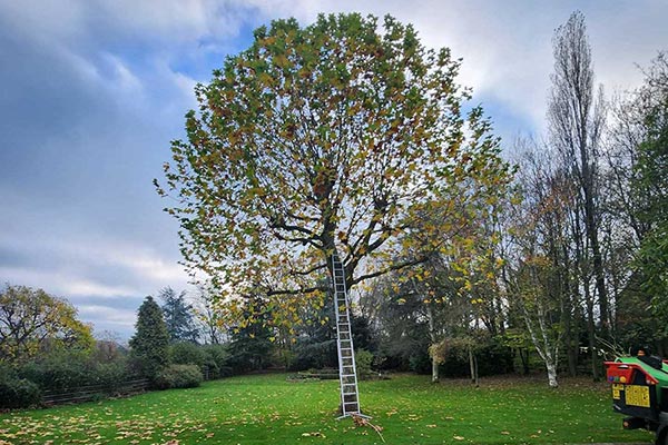 The Ultimate Guide to Tree Care Seasons: A Year-Round Handbook