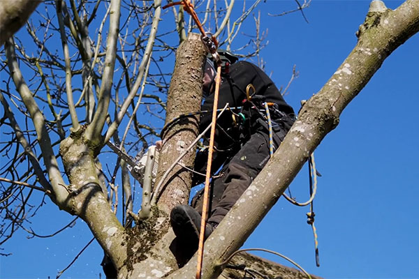 Tree pruning